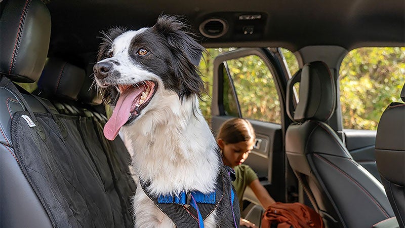 Dog and child in 2027 Ford Explorer